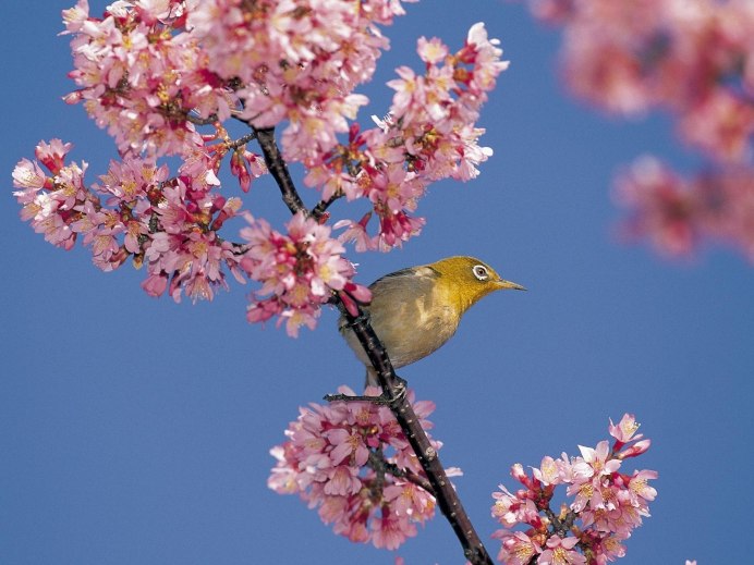 Куланбаргская пеночка