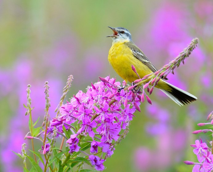 Жёлтая трясогузка Иван чай
