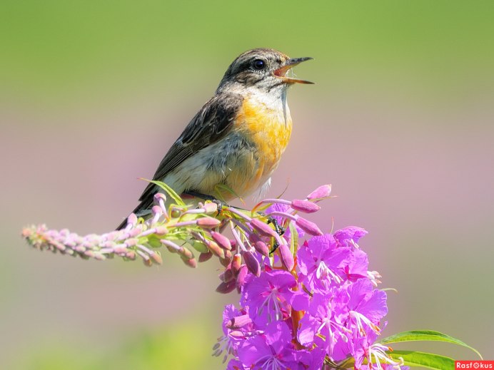 Птички поют весной
