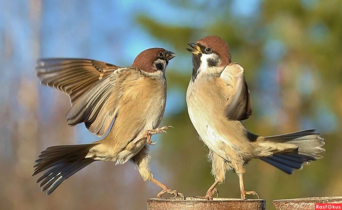 Птица чирикает