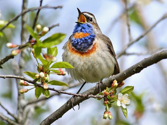 Птицы весной в лесу