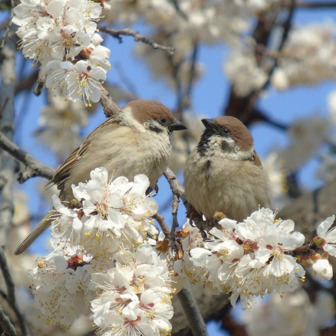 Соловей птичка певчая
