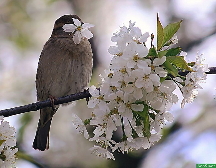Курский Соловей