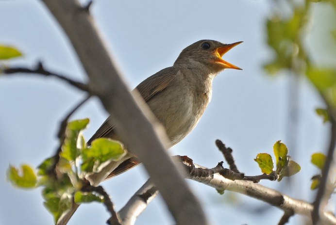 Птичка чирикает