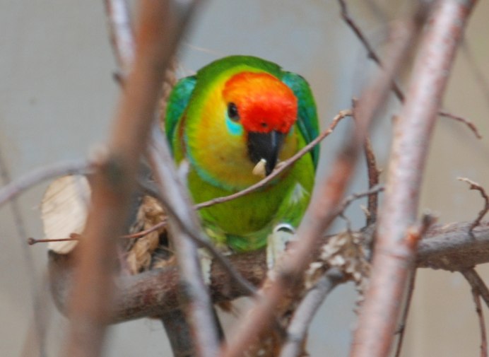 Cardinal Lory