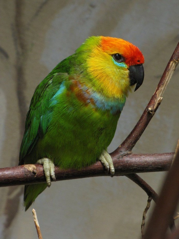 Psittaculirostris desmarestii