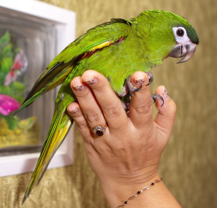Psittaculirostris desmarestii