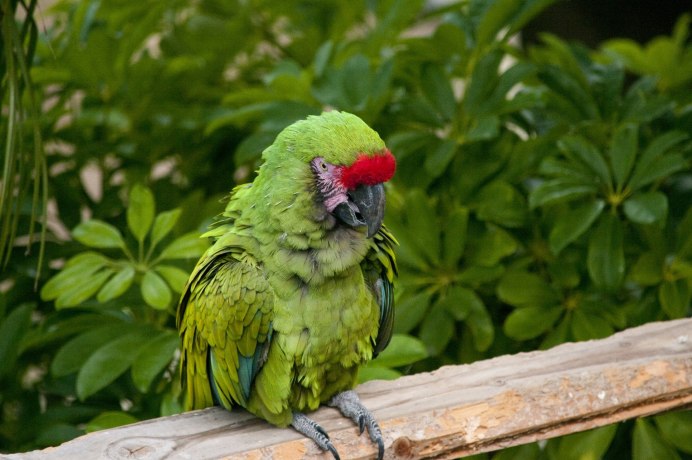 Psittaculirostris desmarestii