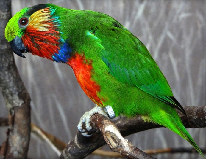 Psittaculirostris salvadorii