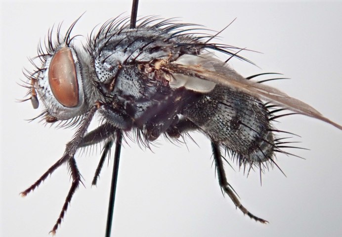 Тахины Ежемухи Tachinidae