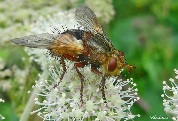 Tachina magnicornis