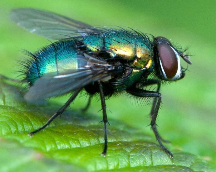 Тахины Ежемухи Tachinidae