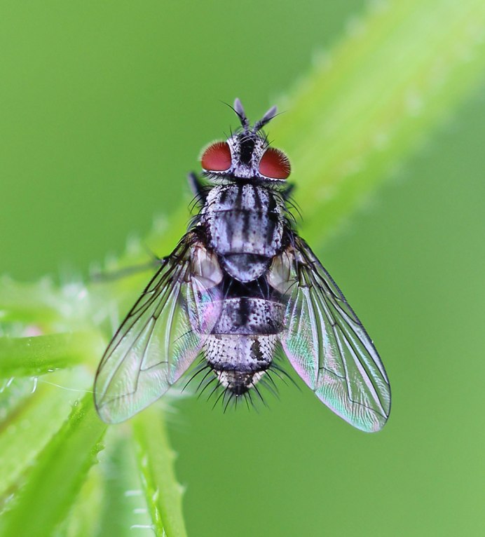 Тахины Ежемухи Tachinidae