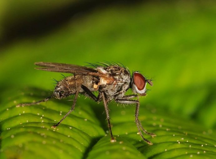 Тахины Ежемухи Tachinidae