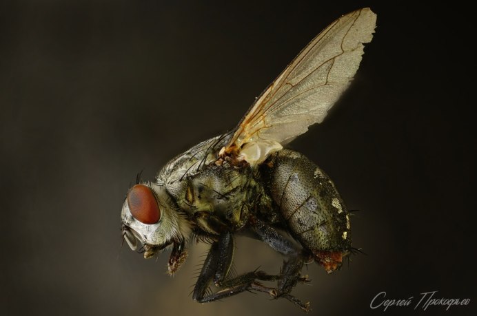 Отряд Diptera