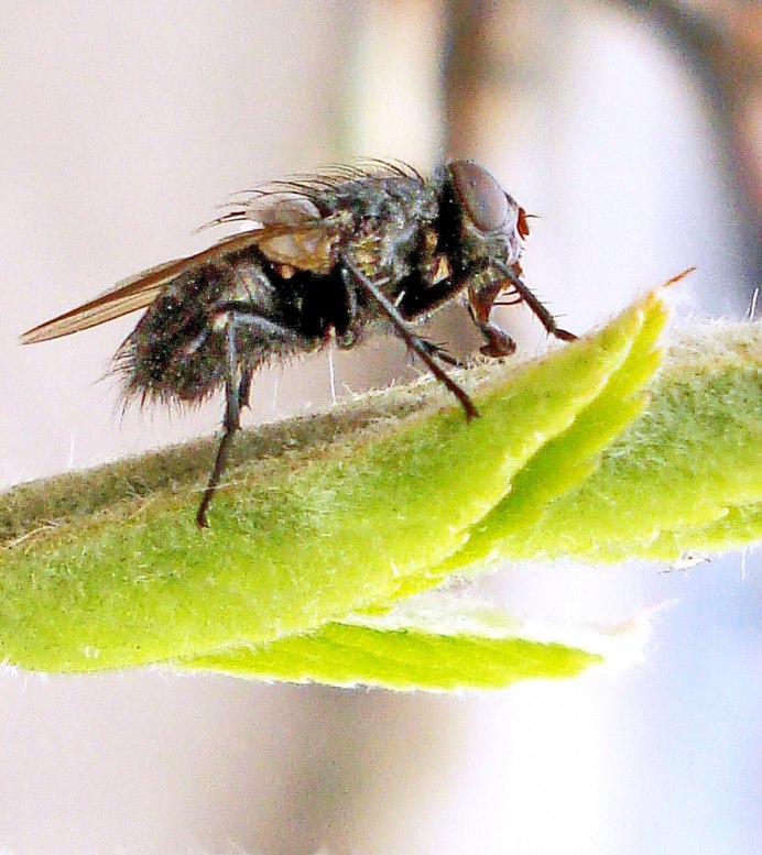 Тахины Ежемухи Tachinidae