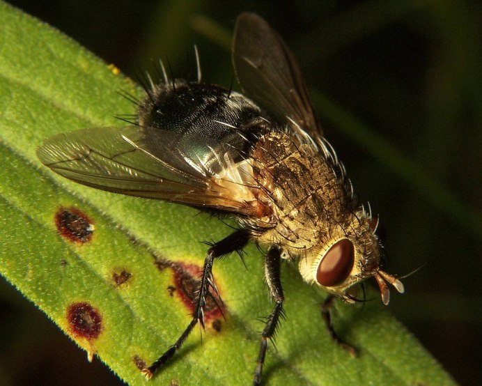 Cylindromyia crassa