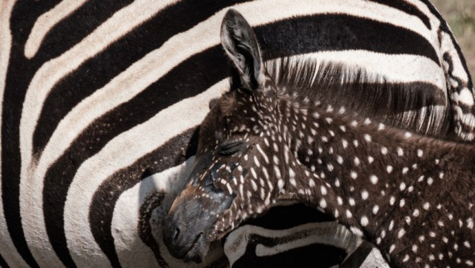 9 Zebras