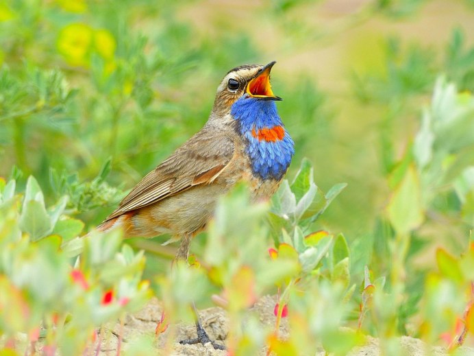 Вертлявая камышевка (Acrocephalus paludicola)