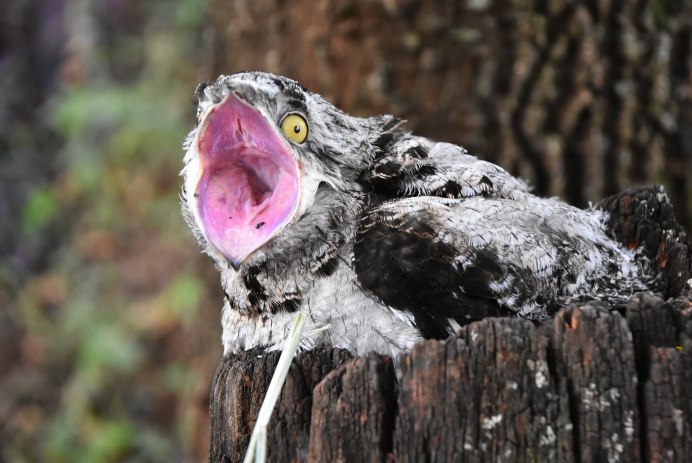 Eagle mouth