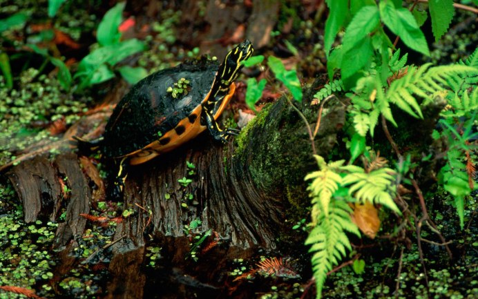 Черепаший берег Turtle Island