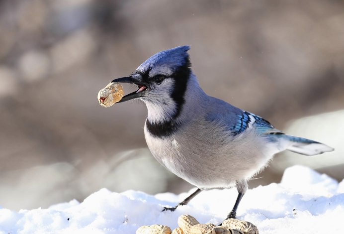 Голубой Зяблик