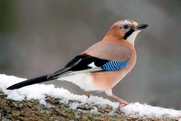 Рыжеголовая Сойка