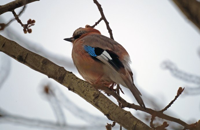 Сойка garrulus glandarius