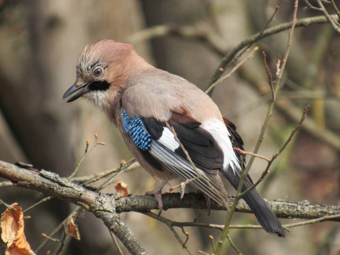 Сойка в Карелии