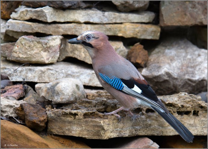 Птицы Подмосковья Сойка