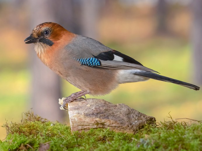 Лесная Сойка с хохолком