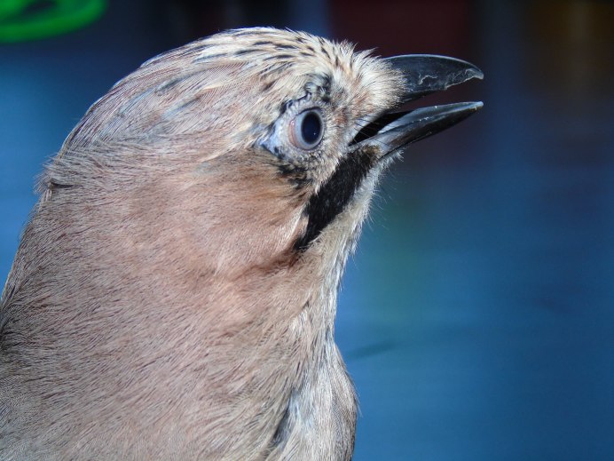 Сойка американская