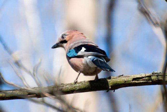 Сойка пересмешница птица