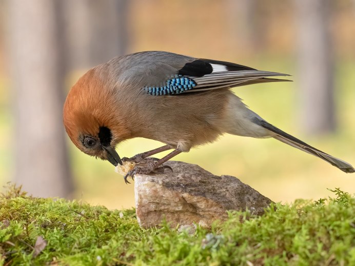 Сойка в тайге