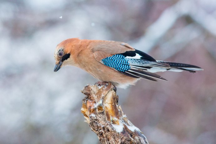 Сойка Приморский край
