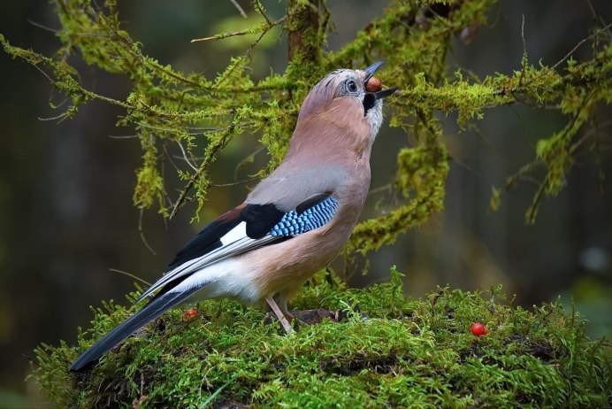 Белобрюхая Сойка