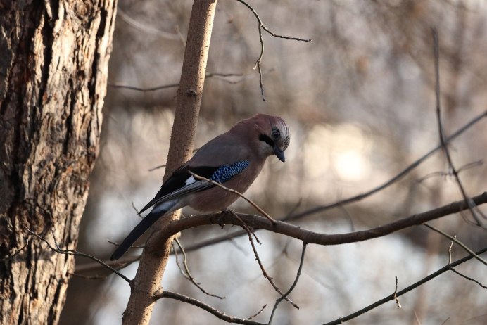Сойка обыкновенная на гнезде