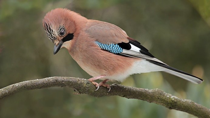 Голубая кустарниковая Сойка