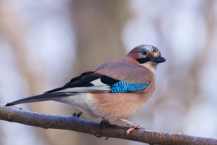 Сойка garrulus glandarius