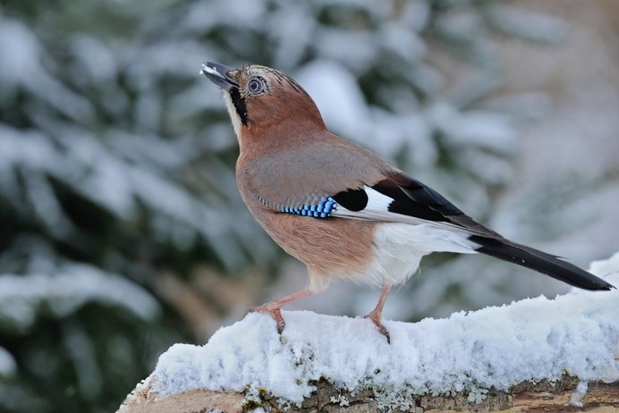 Сойка Подмосковная