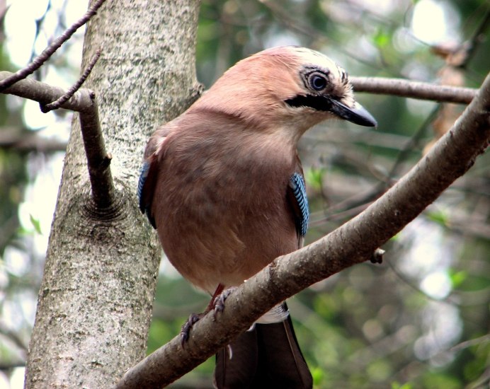 Сойка обыкновенная