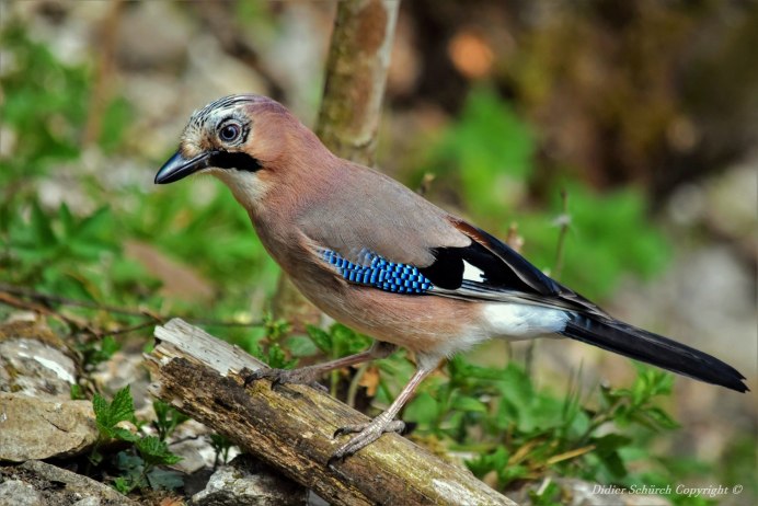 Сойка в Карелии фото