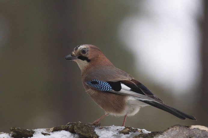Сойка птица обыкновенная коричневая