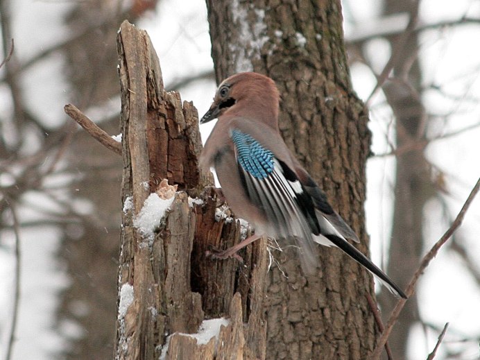 Сойка Дальневосточная
