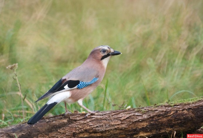 Фото сойки птицы крупным планом