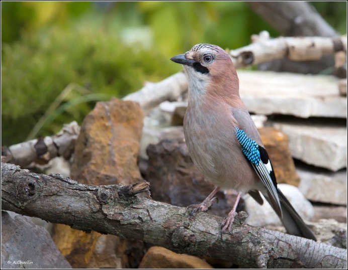 Рябиновая Сойка