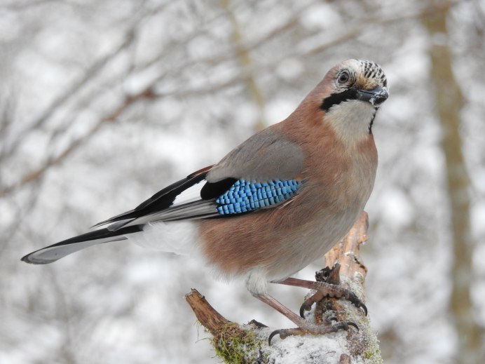 Garrulus glandarius glandarius