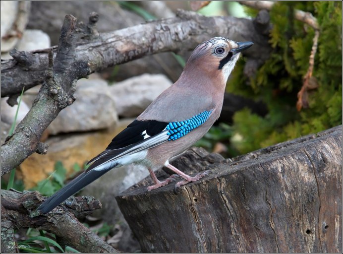 Сойка обыкновенная