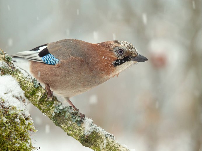 Зимующие птицы Сойка