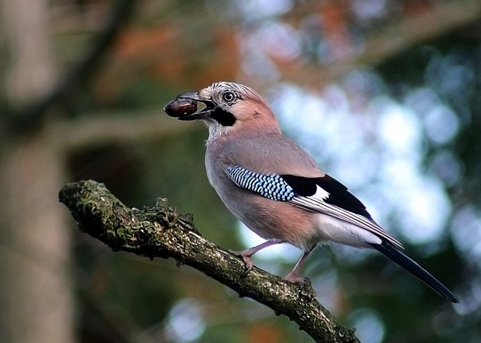 Сойка парикхмахерская